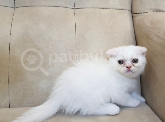 2 Aylık Scottish Straight Ve Scottish Fold Yavruları görsel