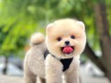 Safkan Teddy Face Pomeranian Yavruları