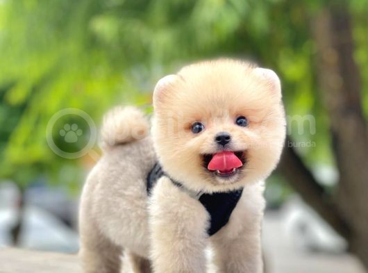 Safkan Teddy Face Pomeranian Yavruları görsel