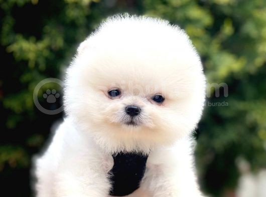 Safkan Teddy Face Pomeranian Yavruları görsel