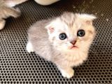 Silver Tabby Scottish Fold Oğlumuz Çok Oyuncu