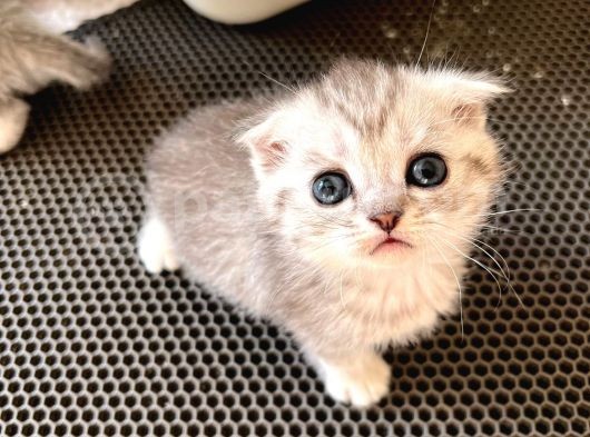 Silver Tabby Scottish Fold Oğlumuz Çok Oyuncu görsel