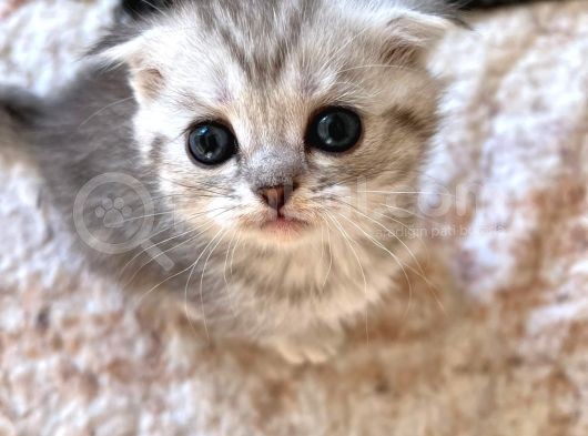Silver Tabby Scottish Fold Oğlumuz Çok Oyuncu görsel