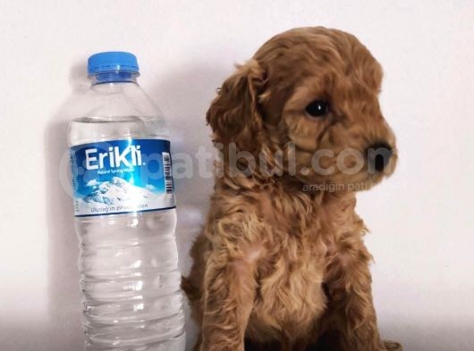 370 Gram Gerçek Toy Poodlee Bebekler görsel