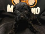 Siyah Inci  Siyah Sevenler Poodle Yavrularimiz