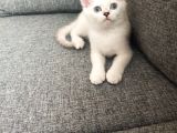 Safkan Son Erkek Yavrumuz