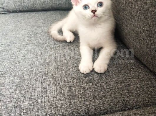 Safkan Son Erkek Yavrumuz