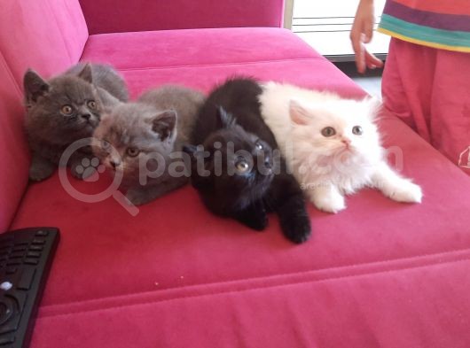 4 Adet Yavrumuz Rezerveye Acilmistir görsel