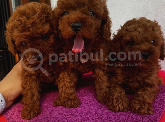 Teacup Ve Toy Dark Red Brown Yavrularimiz görsel