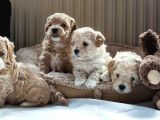 Vecihi Mini Maltipoo Bebekler