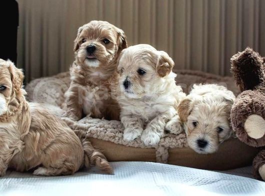 Vecihi Mini Maltipoo Bebekler görsel