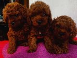 Teacup Ve Toy Dark Red Brown Yavrularimiz