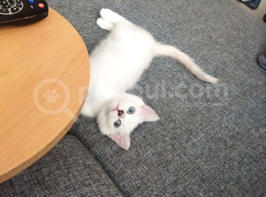 Safkan Son Erkek Yavrumuz görsel