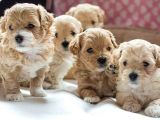 Vecihi Mini Maltipoo Bebekler