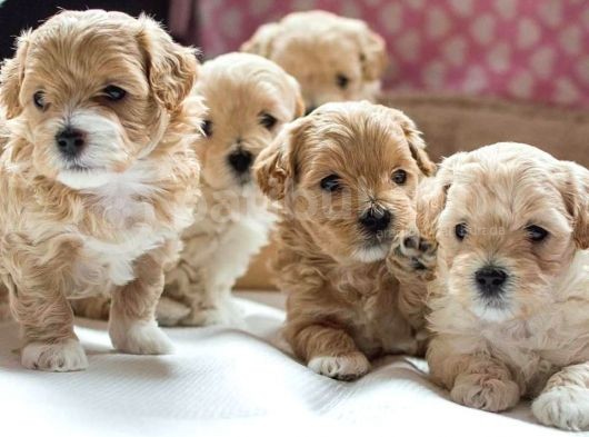 Vecihi Mini Maltipoo Bebekler görsel
