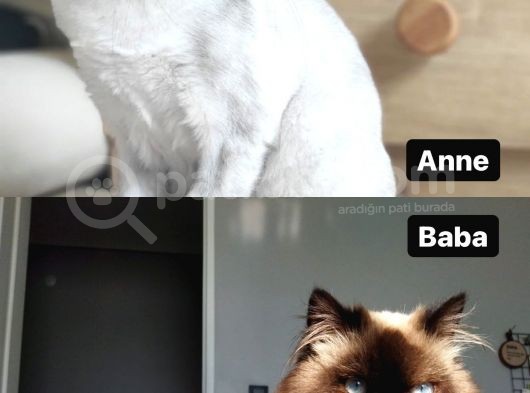 Chincilla Bebekler Hazır görsel