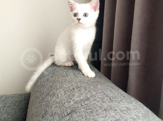 Safkan Son Erkek Yavrumuz görsel