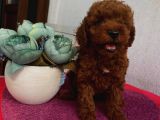 Teacup Ve Toy Dark Red Brown Yavrularimiz
