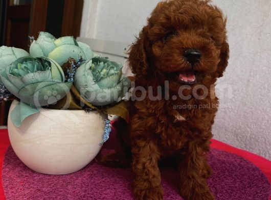 Teacup Ve Toy Dark Red Brown Yavrularimiz görsel
