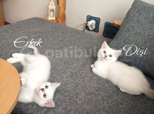 Safkan Son Erkek Yavrumuz görsel