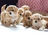 Vecihi Mini Maltipoo Bebekler
