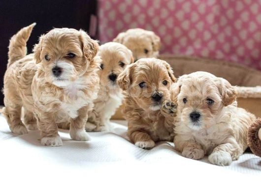 Vecihi Mini Maltipoo Bebekler görsel