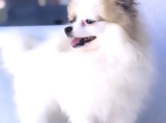 Kaliteli Kürklü Beyaz Pomeranian Yavrular görsel