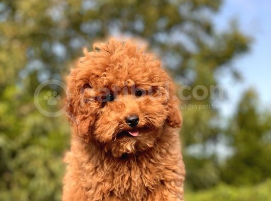 Safkan Red Toy Poodle Bebekler görsel