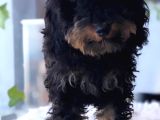 Safkan Phantom Poodle
