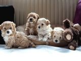 Vecihi Mini Maltipoo Bebekler