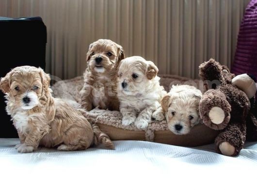 Vecihi Mini Maltipoo Bebekler görsel