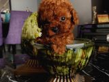 Teacup Ve Toy Dark Red Brown Yavrularimiz