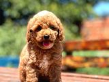 Show Kali̇te Toy Poodle Bebekler