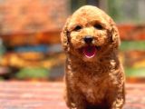 Show Kali̇te Toy Poodle Bebekelr
