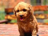 Show Kali̇te Toy Poodle Bebekelr