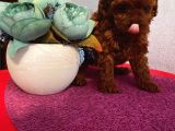 Teacup Ve Toy Dark Red Brown Yavrularimiz