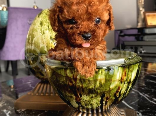 Teacup Ve Toy Dark Red Brown Yavrularimiz görsel