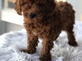 Safkan Red Brown Toy Poodle Yavrular