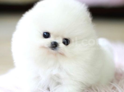 Ayı Surat Pomeranian Boo Yavrularımız