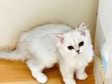 Oyuncu Güzellerim A+ (Her Ile Gönderilir.)