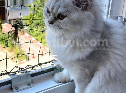 Oyuncu Güzellerim A+ (Her Ile Gönderilir.) görsel