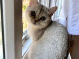 Oyuncu Güzellerim A+ (Her Ile Gönderilir.)