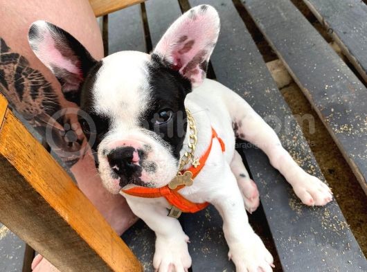 3 Buçuk Aylık Erkek French Bulldog görsel