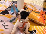 3 Buçuk Aylık Erkek French Bulldog