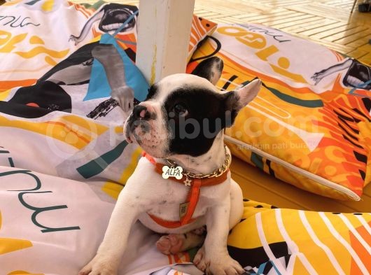 3 Buçuk Aylık Erkek French Bulldog görsel