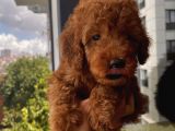 Mükemmel Toypoodle Bebişlerr