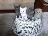 Scottish Fold Straight Kardeşler 2 Aylık Olmak Üzere