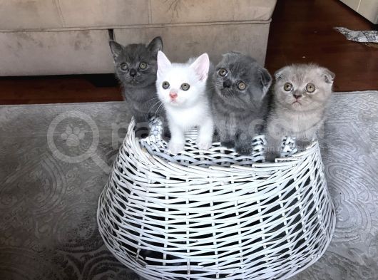 Scottish Fold Straight Kardeşler 2 Aylık Olmak Üzere görsel