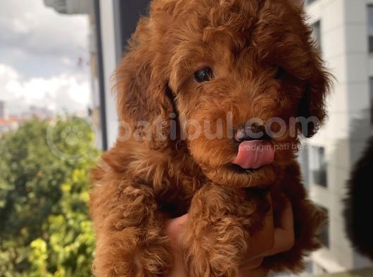 Ev Doğumlu Toypoodle Yavrular görsel