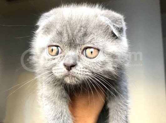 Scottish Fold Straight Kardeşler 2 Aylık Olmak Üzere